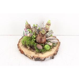 arr.. Amaryllis MB - Hout schijf XL