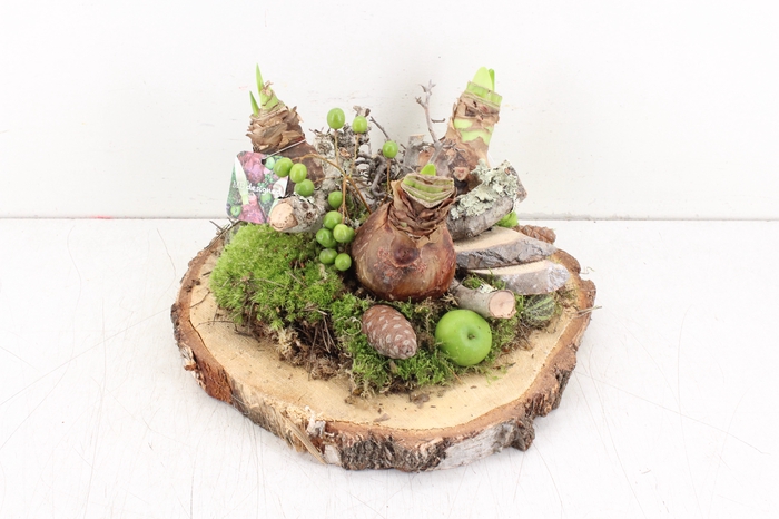 arr.. Amaryllis MB - Hout schijf XL