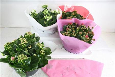 <h4>Kal Ge Gem 4 Kl</h4>