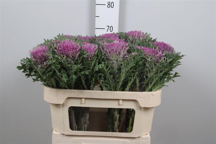 <h4>Brass Crane Queen</h4>