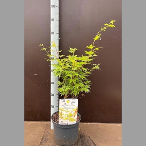 ACER PA SANGOKAKU