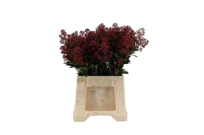 <h4>Skimmia J Rubella</h4>