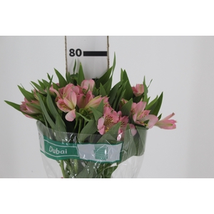 ALSTROEMERIA DUBAI 080 CM