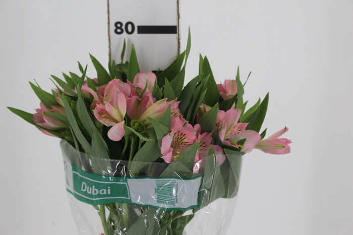 <h4>ALSTROEMERIA DUBAI 080 CM</h4>
