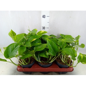 Epipremnum pinn. 'Aureum'
