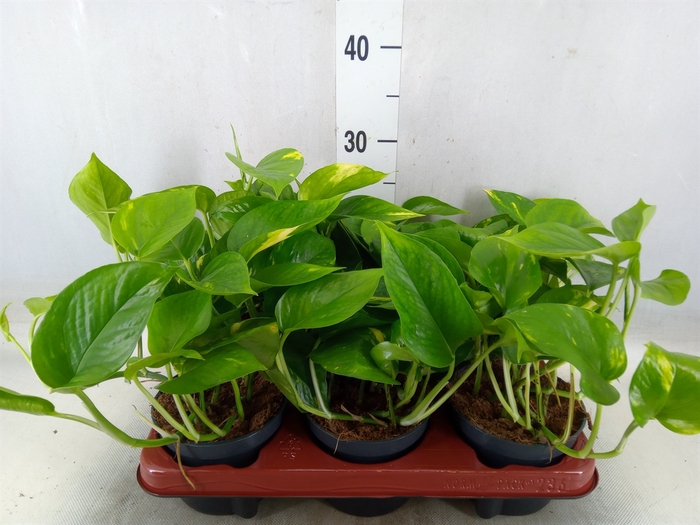 <h4>Epipremnum pinn. 'Aureum'</h4>