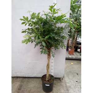 Schefflera arbor. 'Compacta'