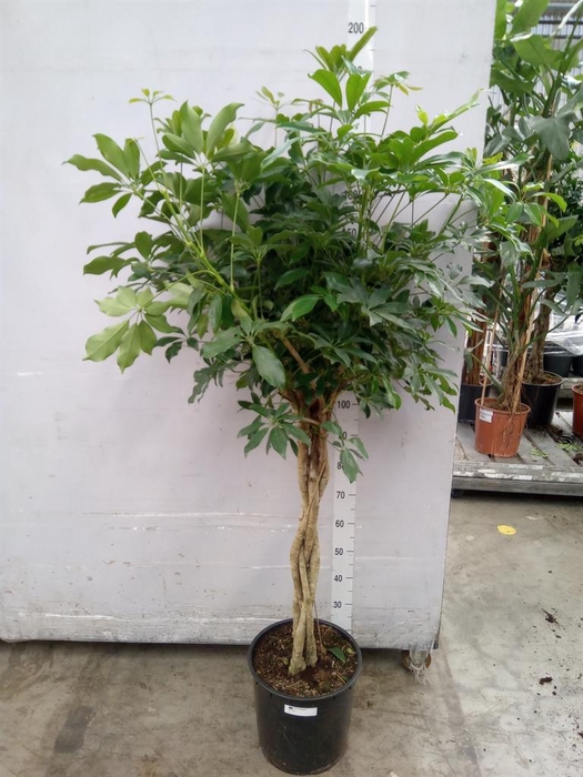 <h4>Schefflera arbor. 'Compacta'</h4>