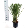 Cortaderia selloana
