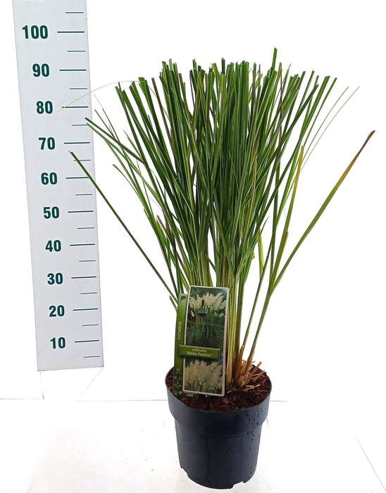 Cortaderia selloana
