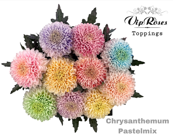 <h4>Chr G Pastelmix</h4>