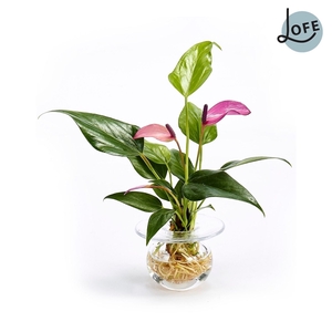 Flower Jewel | Fleur Box Anthurium