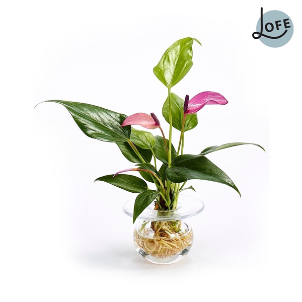 Flower Jewel | Fleur Box Anthurium
