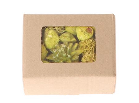 Box Exotic Ass Loose L14