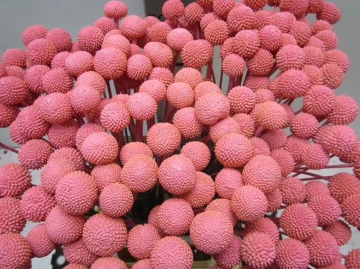 <h4>Craspedia A Rose (gedroogd)</h4>
