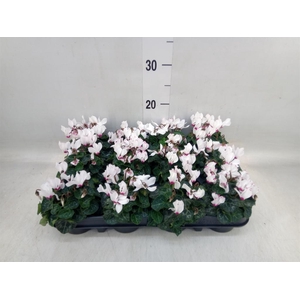 Cyclamen KL 'Verano Victoria'