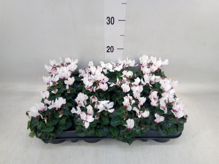 <h4>Cyclamen KL 'Verano Victoria'</h4>