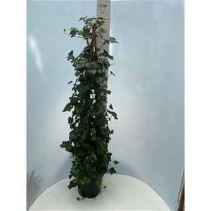 Hedera hibernica pyramide H160