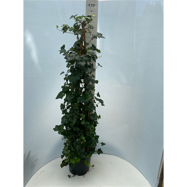 <h4>Hedera hibernica pyramide H160</h4>