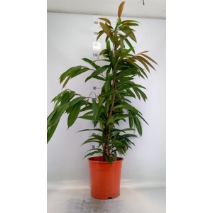 Ficus binn. 'Amstel King'