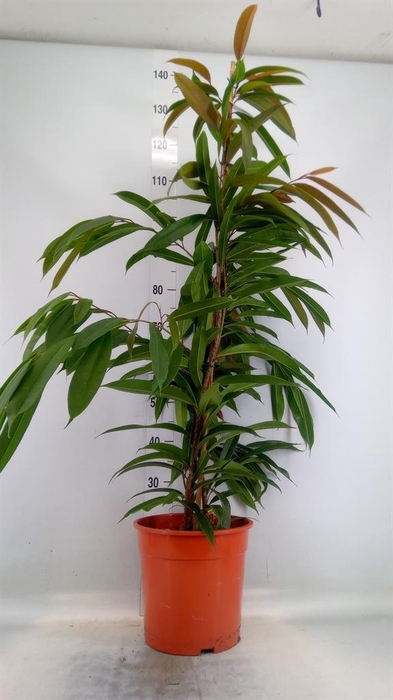 <h4>Ficus binn. 'Amstel King'</h4>