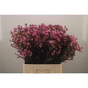 Chamelaucium Adi Pink