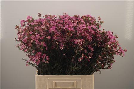 <h4>Chamelaucium Adi Pink</h4>