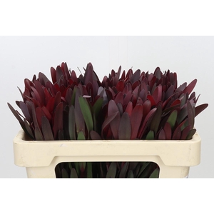 Leucadendron Saf Sunset Dark R.