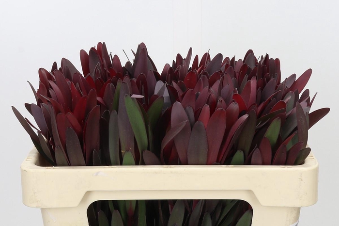 <h4>Leucadendron Saf Sunset Dark R.</h4>