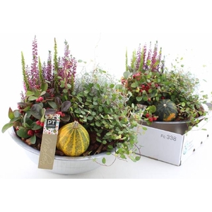 ARR TUINPLANTEN