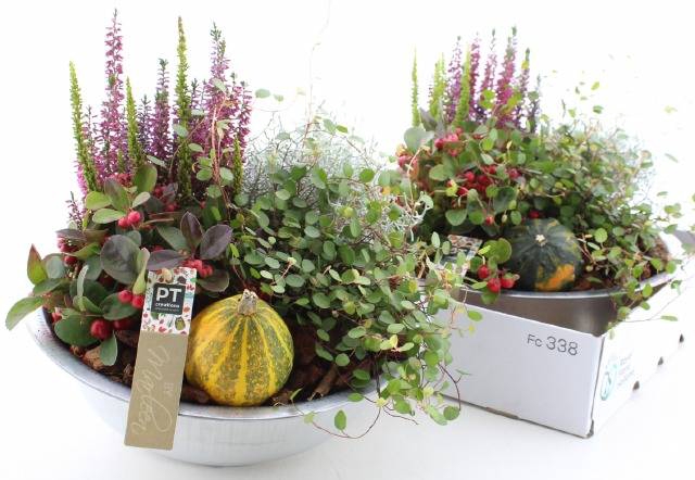 <h4>ARR TUINPLANTEN</h4>