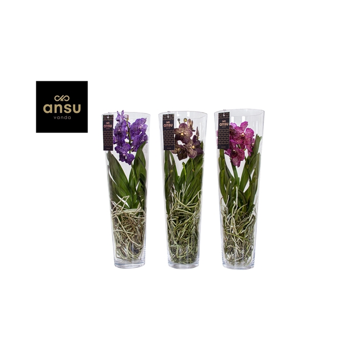 <h4>Vanda vase Lisanne</h4>