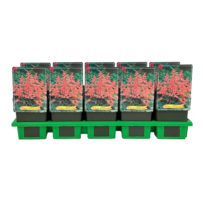 <h4>Astilbe Bressingham Be</h4>