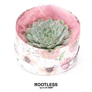 ROOTLESS Echeveria pulidonis, Love box