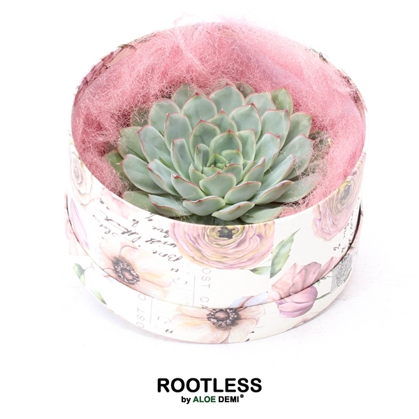 <h4>ROOTLESS Echeveria pulidonis, Love box</h4>