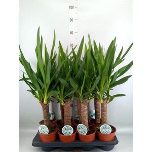 Yucca   ...