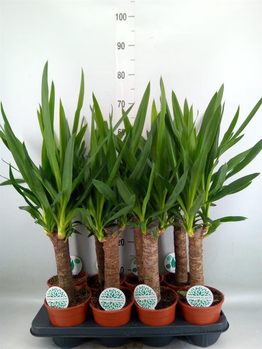 <h4>Yucca   ...</h4>