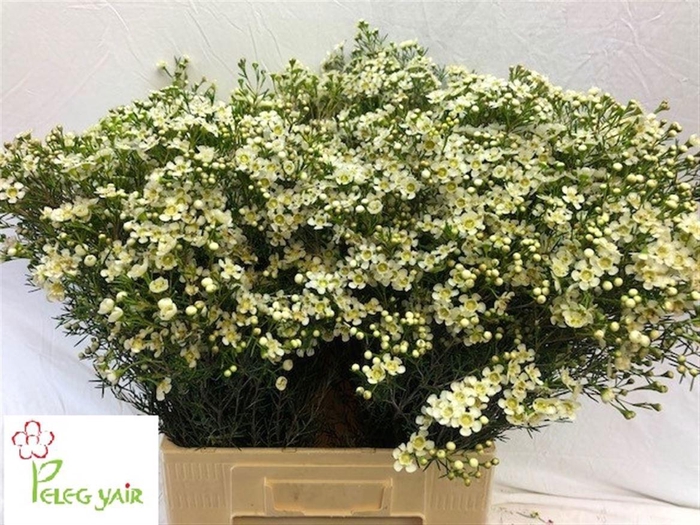 <h4>CHAME UN JUPITE MOON</h4>