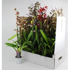 ORCHIDEEEN GEM