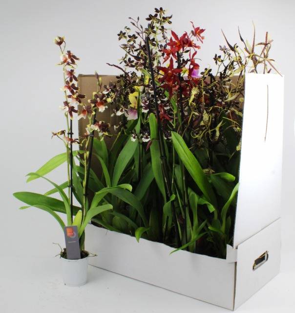 <h4>ORCHIDEEEN GEM</h4>