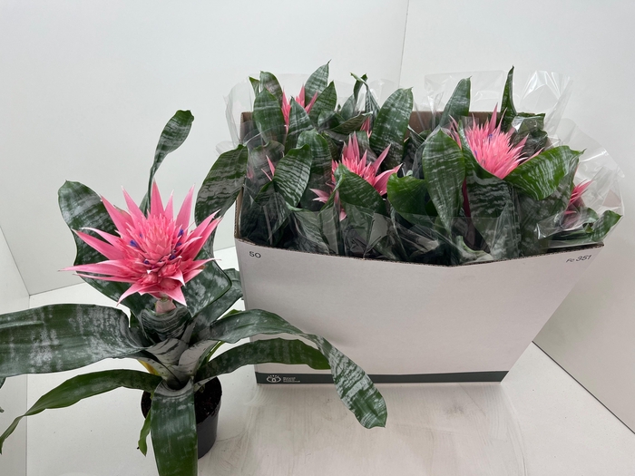 <h4>AECH FAS PRIMERA</h4>