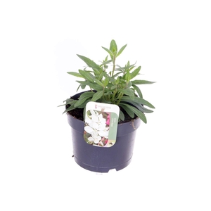 Gaura lindheimeri Steffi White