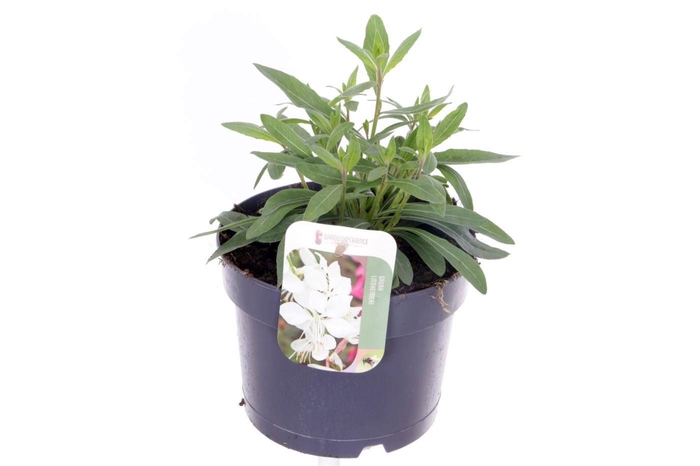 <h4>Gaura lindheimeri Steffi White</h4>