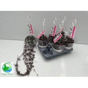 Ceropegia woodii ssp. woodii