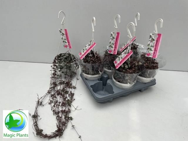Ceropegia woodii ssp. woodii