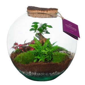 Wardians Terrarium - Moon medium