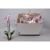 Phal Mf Gem 6 Kl