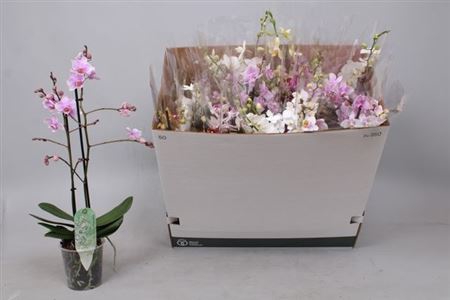 Phal Mf Gem 6 Kl