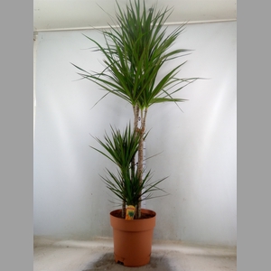 Dracaena marg.