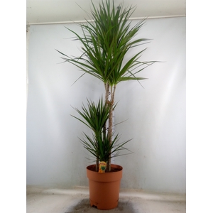 Dracaena marg.